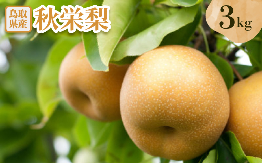 秋栄梨　3kg【配送不可地域：離島・北海道・沖縄県】