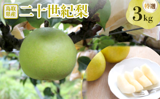 二十世紀梨 特選3kg【配送不可地域：離島・北海道・沖縄県】