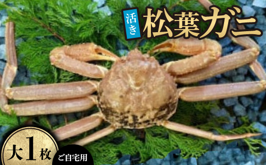 【活き】ご自宅用松葉ガニ　大　1枚(800～940g前後)【配送不可地域：離島・北海道・沖縄県】