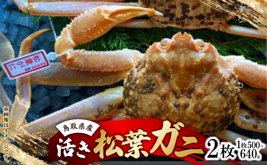 【活き】タグ付き松葉ガニ　中2枚(500～640g前後/枚)【配送不可地域：離島・北海道・沖縄県】