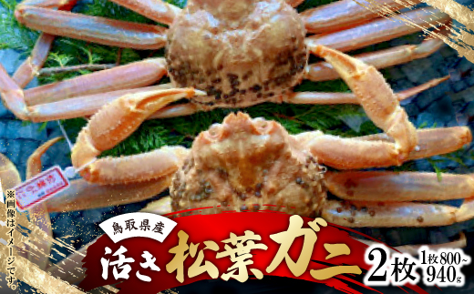 【活き】タグ付き松葉ガニ　大　2枚(1枚800～940g前後)【配送不可地域：離島・北海道・沖縄県】