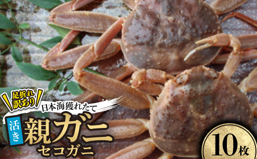 【活き】訳あり足折れ日本海産親ガニ(セコガニ)　10枚【配送不可地域：離島・北海道・沖縄県】