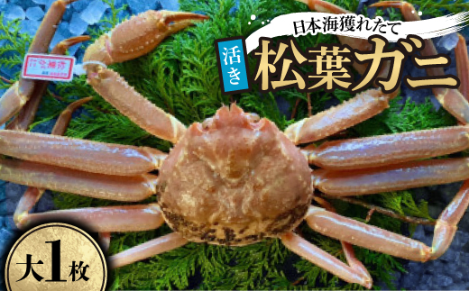 【活き】タグ付き松葉ガニ　大1枚(800～940g前後)【配送不可地域：離島・北海道・沖縄県】