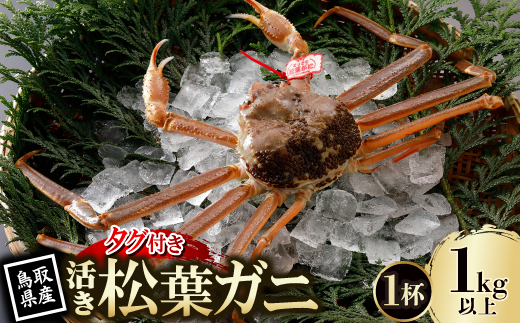 【先行予約】鳥取県産 タグ付き 活松葉がに 1kg以上×1杯(中村商店)25年12月・26年1月発送【配送不可地域：離島・北海道・沖縄県・東北・信越、北陸】