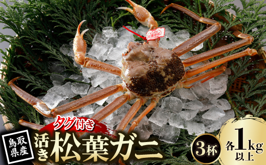 【先行予約】鳥取県産 タグ付き 活松葉がに 1kg以上×3杯(中村商店)25年12月・26年1月発送【配送不可地域：離島・北海道・沖縄県・東北・信越、北陸】
