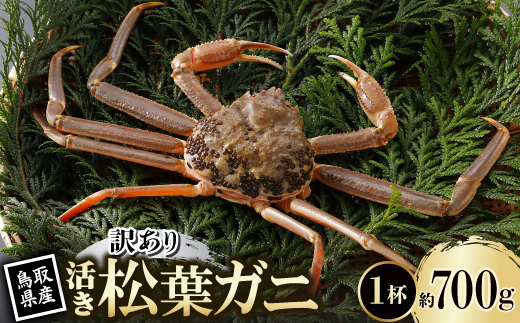【先行予約】鳥取県産 訳あり 活 松葉がに 700g×1杯(中村商店)25年12月・26年1月発送【配送不可地域：離島・北海道・沖縄県・東北・信越、北陸】