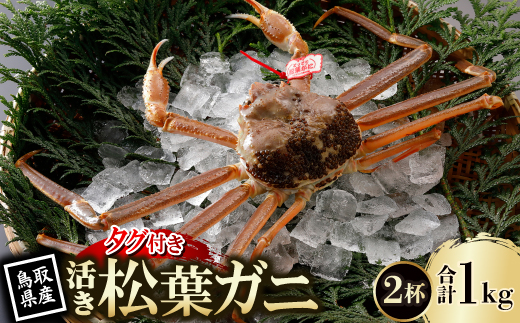 【先行予約】鳥取県産 タグ付き 活 松葉がに 500g×2杯(中村商店)2026年1月末より順次発送【配送不可地域：離島・北海道・沖縄県・東北・信越、北陸】