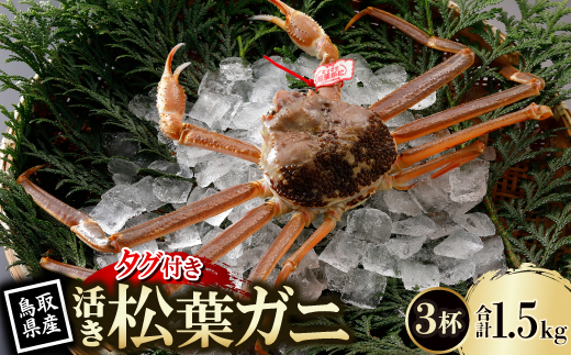 【先行予約】鳥取県産 タグ付き 活 松葉がに 500g×3杯(中村商店)2026年1月末より順次発送【配送不可地域：離島・北海道・沖縄県・東北・信越、北陸】