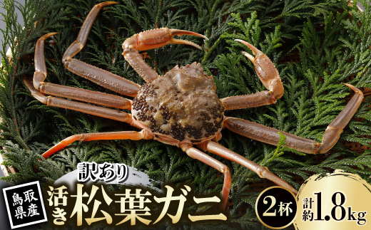 【先行予約】鳥取県産 訳あり 活 松葉がに 900g×2杯(中村商店)2026年1月末より順次発送【配送不可地域：離島・北海道・沖縄県・東北・信越、北陸】