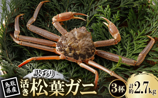 【先行予約】鳥取県産 訳あり 活 松葉がに 900g×3杯(中村商店)2026年1月末より順次発送【配送不可地域：離島・北海道・沖縄県・東北・信越、北陸】