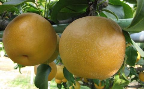 【2024年発送分先行予約】新興梨(赤秀) 5kg