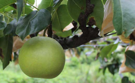 二十世紀梨(秀) 5kg