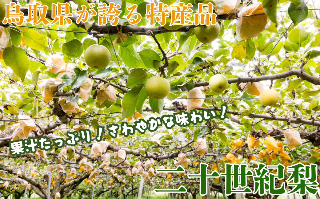 二十世紀梨(赤秀) 5kg