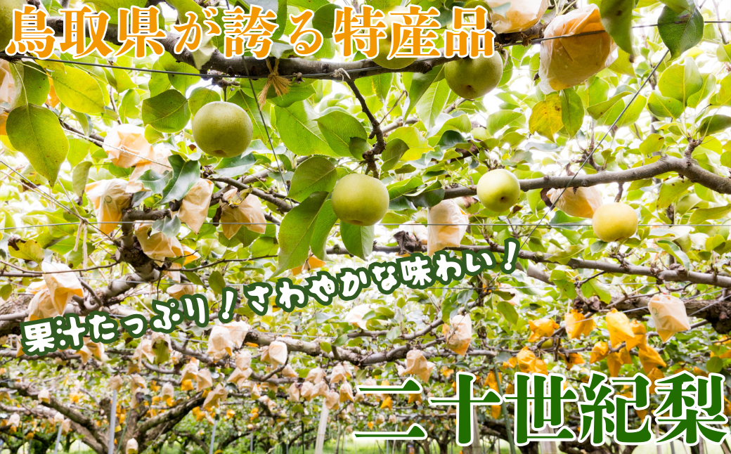 【訳あり】二十世紀梨 4kg