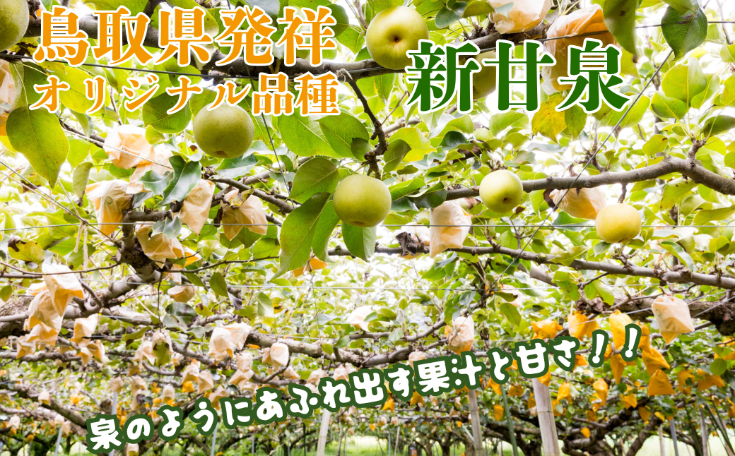 二十世紀梨と新甘泉のセット 3kg