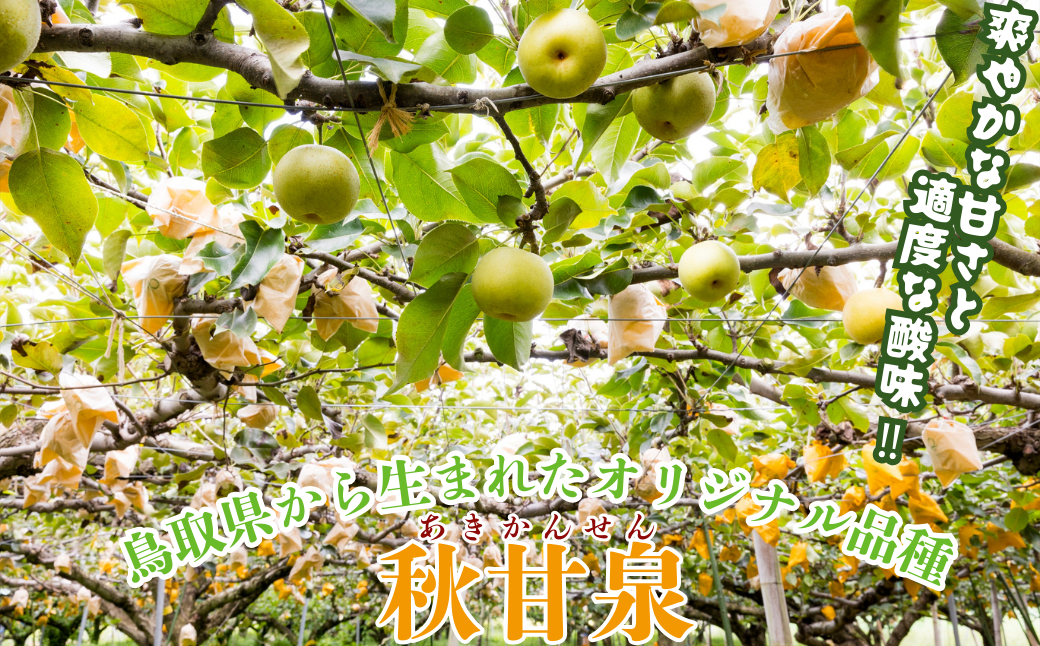 プレミアム秋甘泉 3kg