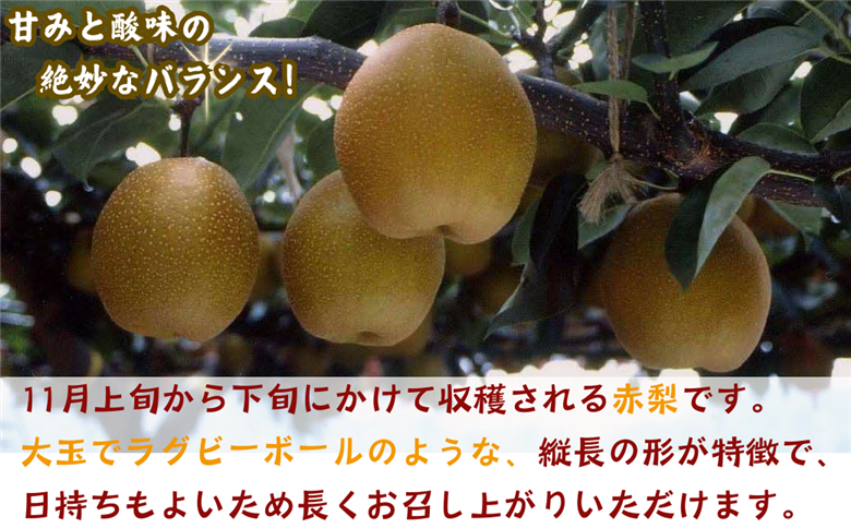 王秋梨(赤秀) 5kg