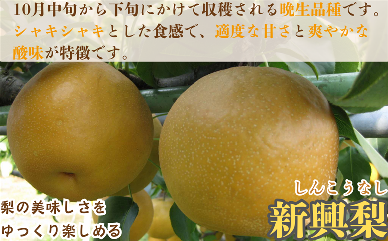 新興梨(赤秀) 5kg