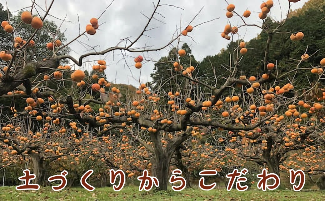 【2025年発送分】樹齢100年の古木から採れる花御所柿