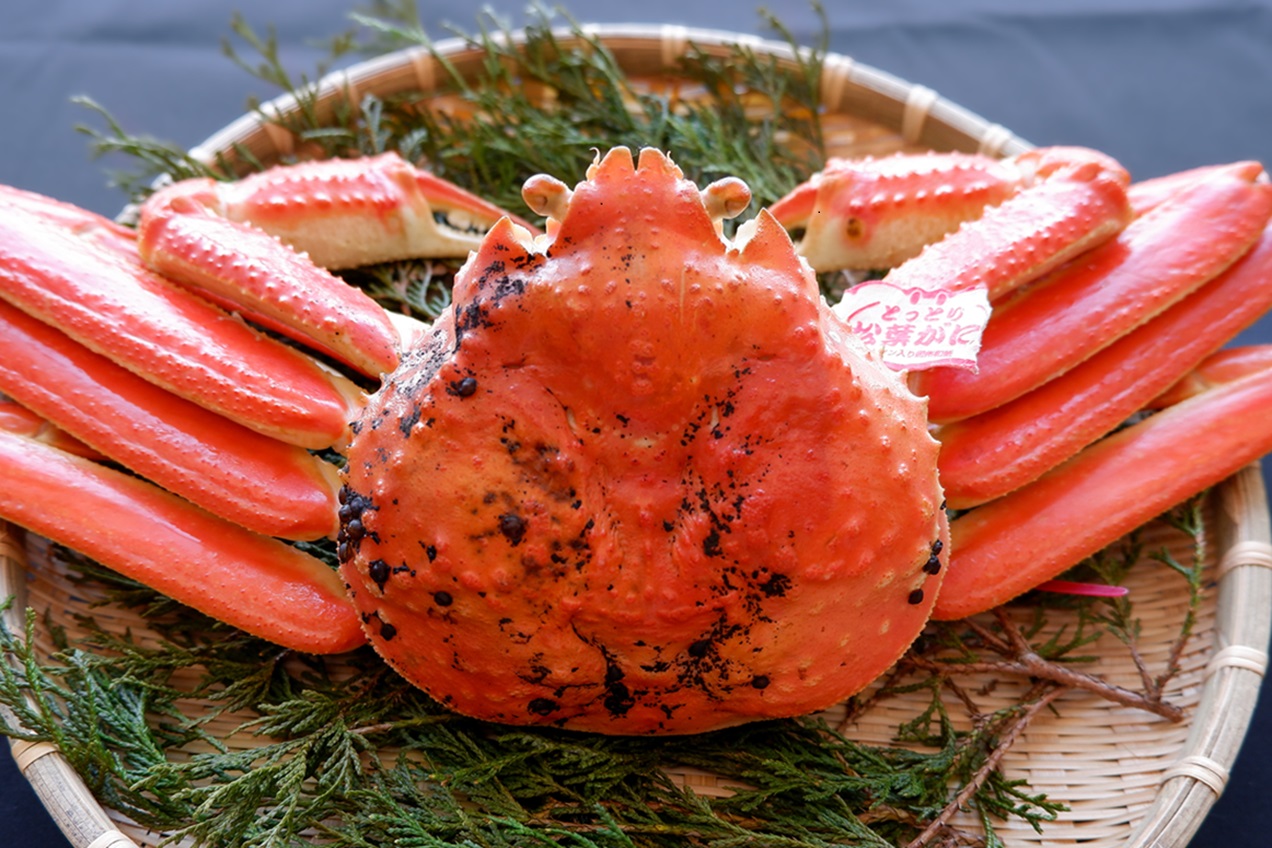 【ボイル】 松葉ガニ 650～750g級 ブランドタグ付