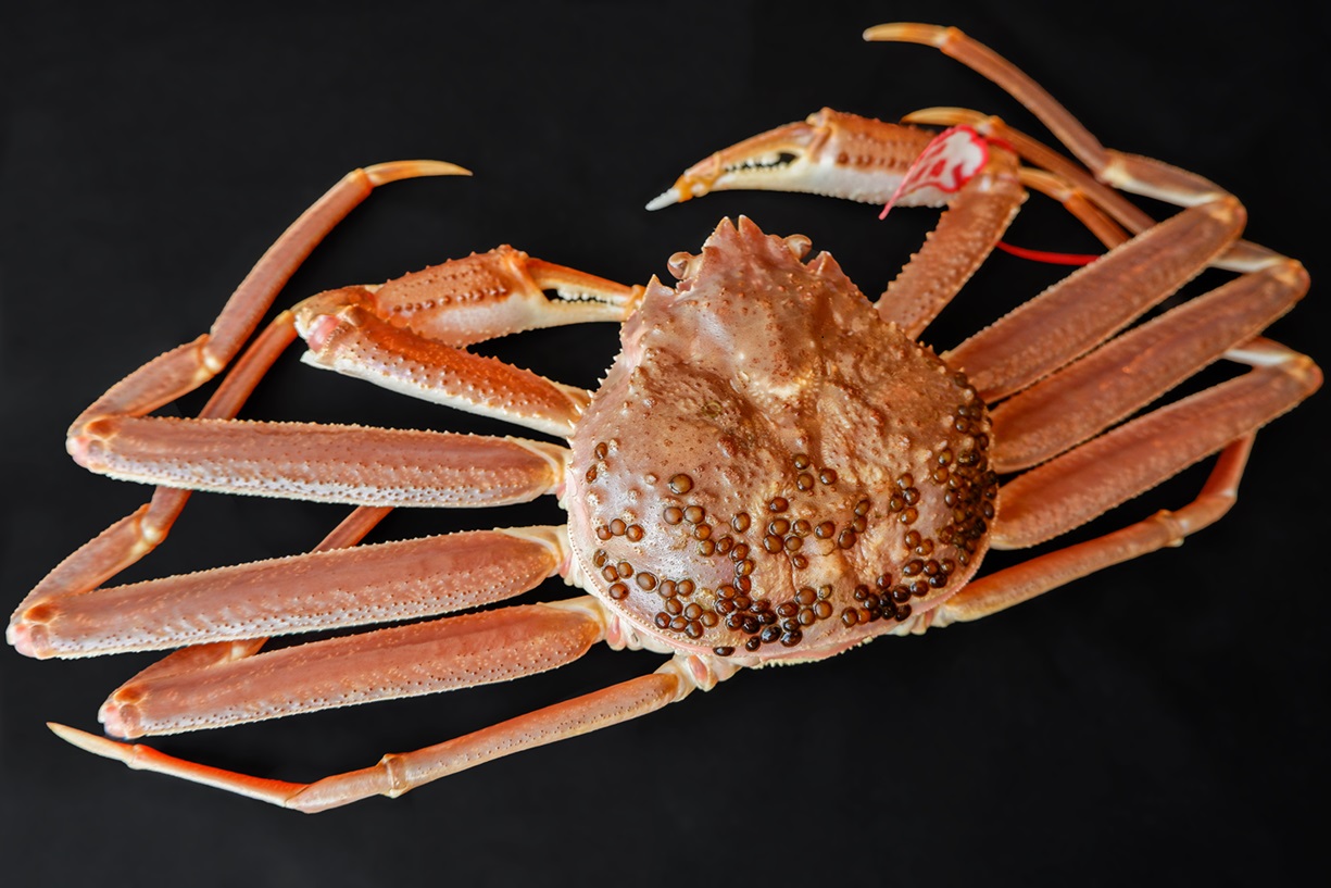 【活生】 松葉ガニ 350～450g級 ブランドタグ付