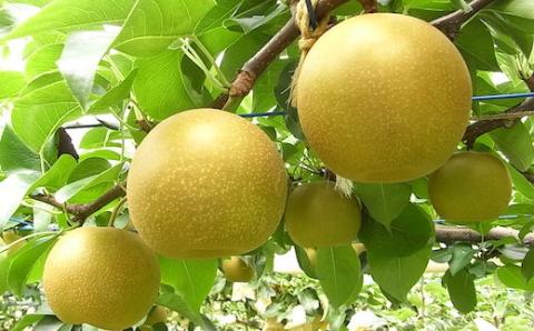 【2024年発送分先行予約】新甘泉(赤秀) 5kg