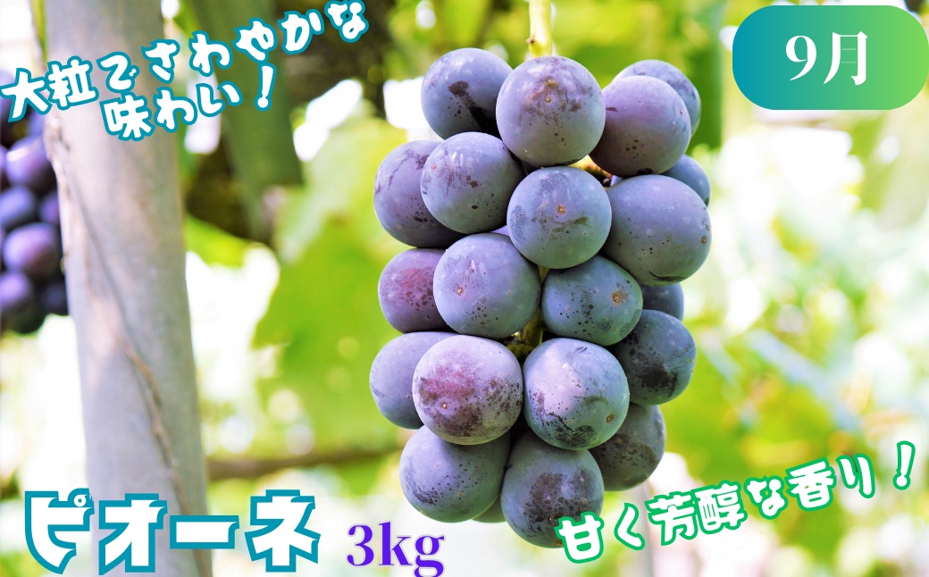 八頭のフルーツプレミアムコース