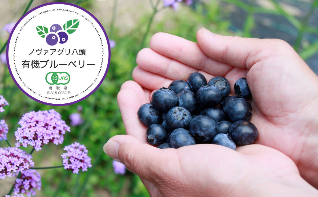 完熟有機ブルーベリー500g【有機JAS認定】