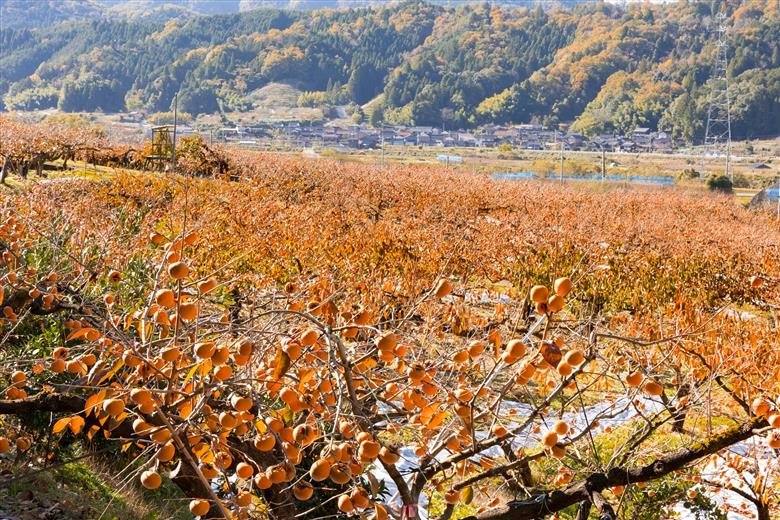 【2025年発送分】八頭町が誇る日本随一の甘柿『花御所柿』 3kg