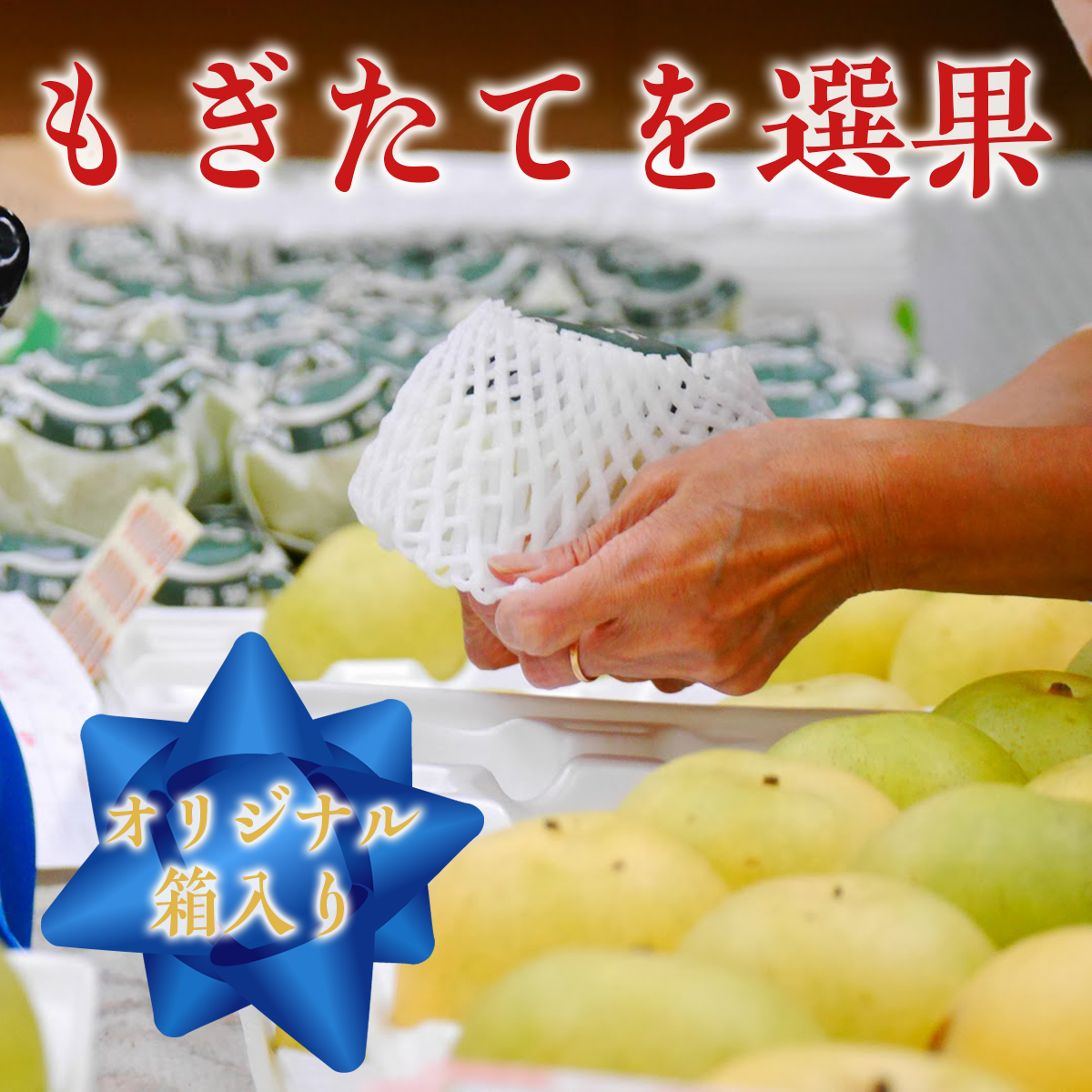 二十世紀梨(赤秀) 2.4kg