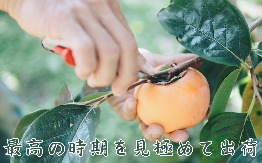 輝太郎柿 3kg(贈答用)