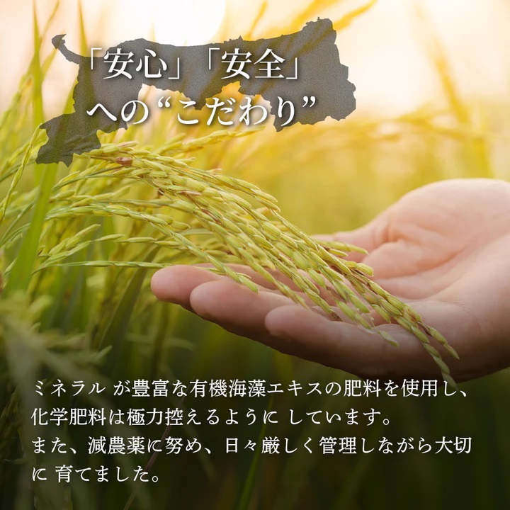 鳥取県産  きぬむすめ 令和7年産 精米済 20kg（5kg×4袋）