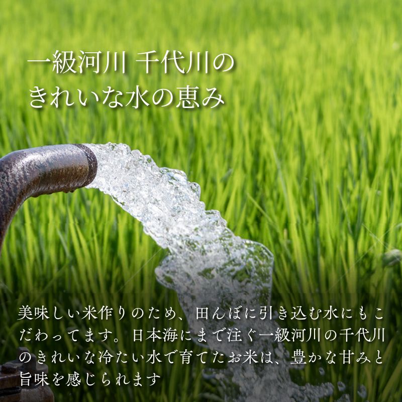 因幡の白兎米 ひとめぼれ 令和7年産 精米済 20kg（5kg×4袋）