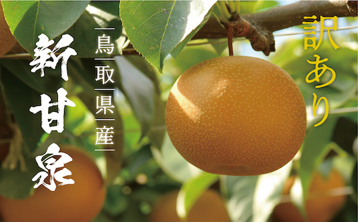 【訳あり】新甘泉 3kg