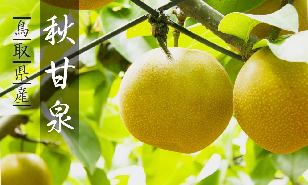 プレミアム秋甘泉 3kg