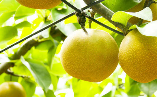 プレミアム秋甘泉 5kg