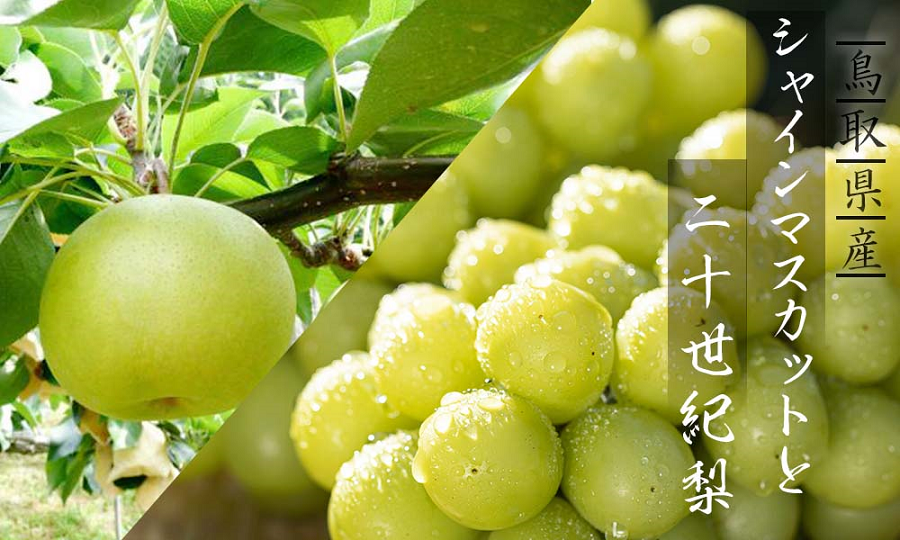 シャインマスカットと二十世紀梨のセット(大)