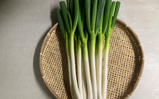 大学生が栽培した白ネギ(泥なし)