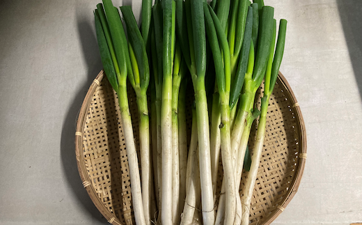 大学生が栽培した白ネギ(泥付き)