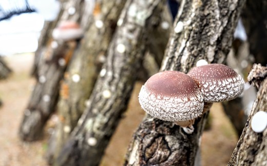 原木しいたけ収穫・植菌体験