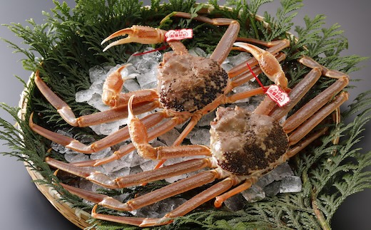 【2025年2月・3月発送】【活物】特撰 松葉がに（タグ付き）500g超 お手頃サイズ　2杯