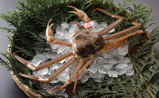 【2025年2月・3月発送】【活物】特撰 松葉がに（タグ付き）600g超の大きいサイズ 食べ応えあり　1杯
