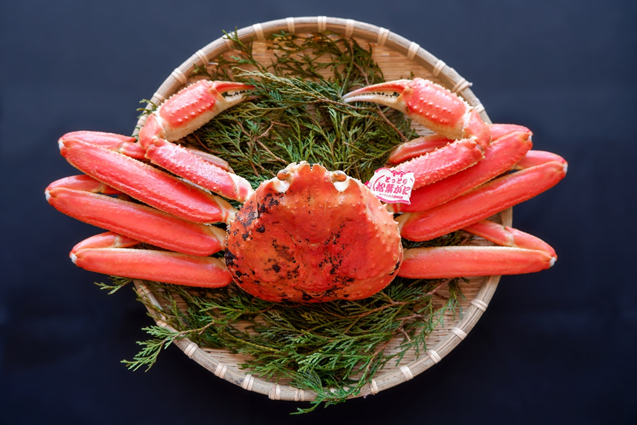 【ボイル】 松葉ガニ 650～750g級 ブランドタグ付