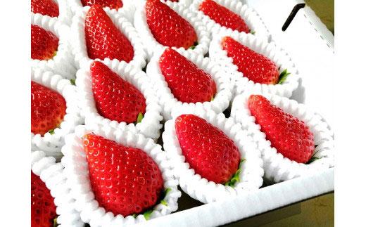 いちご みさひめ 三朝町産 贈答用 デラックス大 ( 12粒 または 15粒×2ケース )