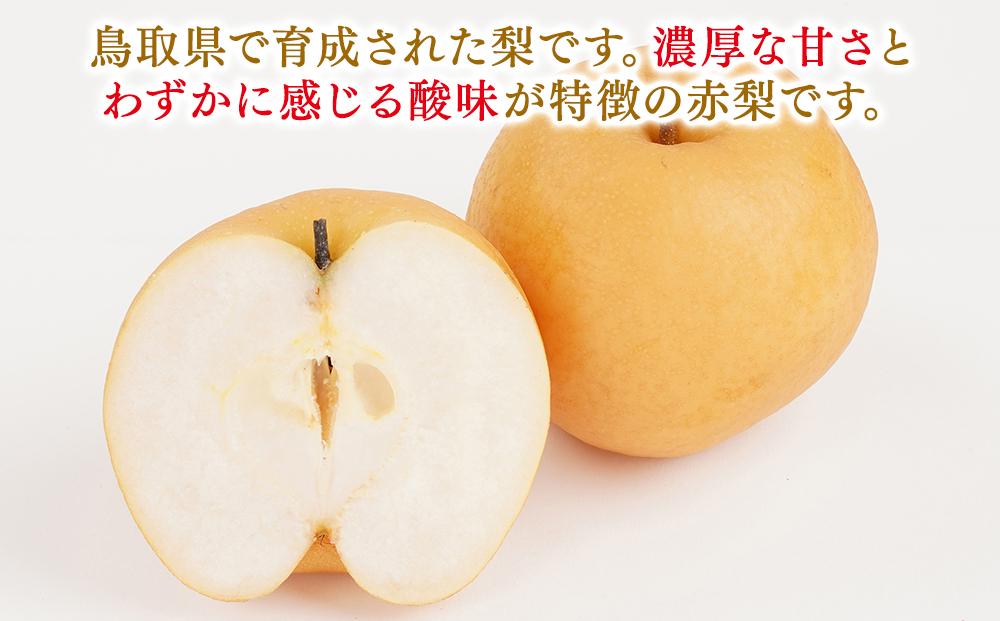 梨 新興梨 鳥取産 5kg× 1箱