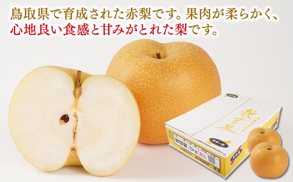 梨 秋甘泉 鳥取産 5kg× 1箱