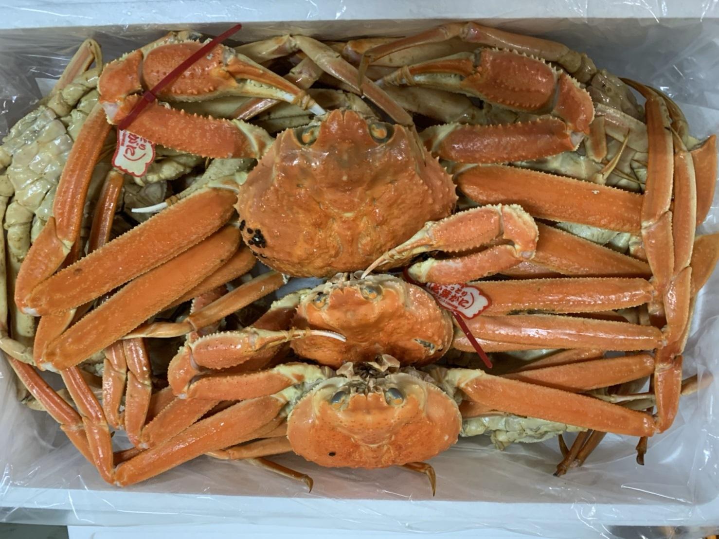 【魚倉】松葉がに ボイル おまかせセット ３kg訳あり