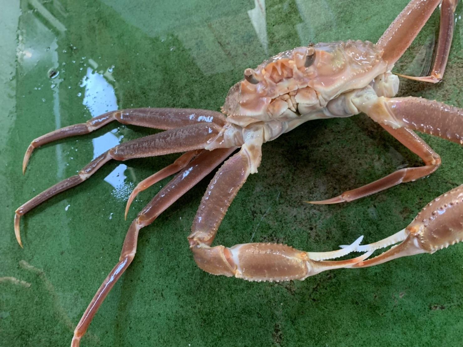 【先行予約】【魚倉】生若松葉ガニ ４尾分(足１～２本なし含む)