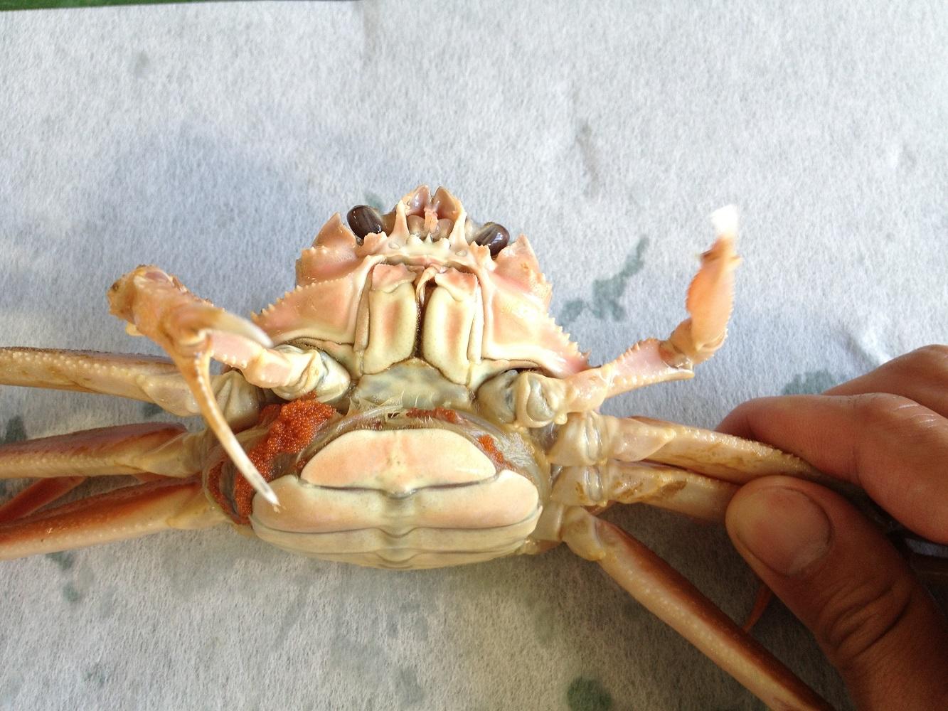 【魚倉】活お任せセコガニ1kgセット