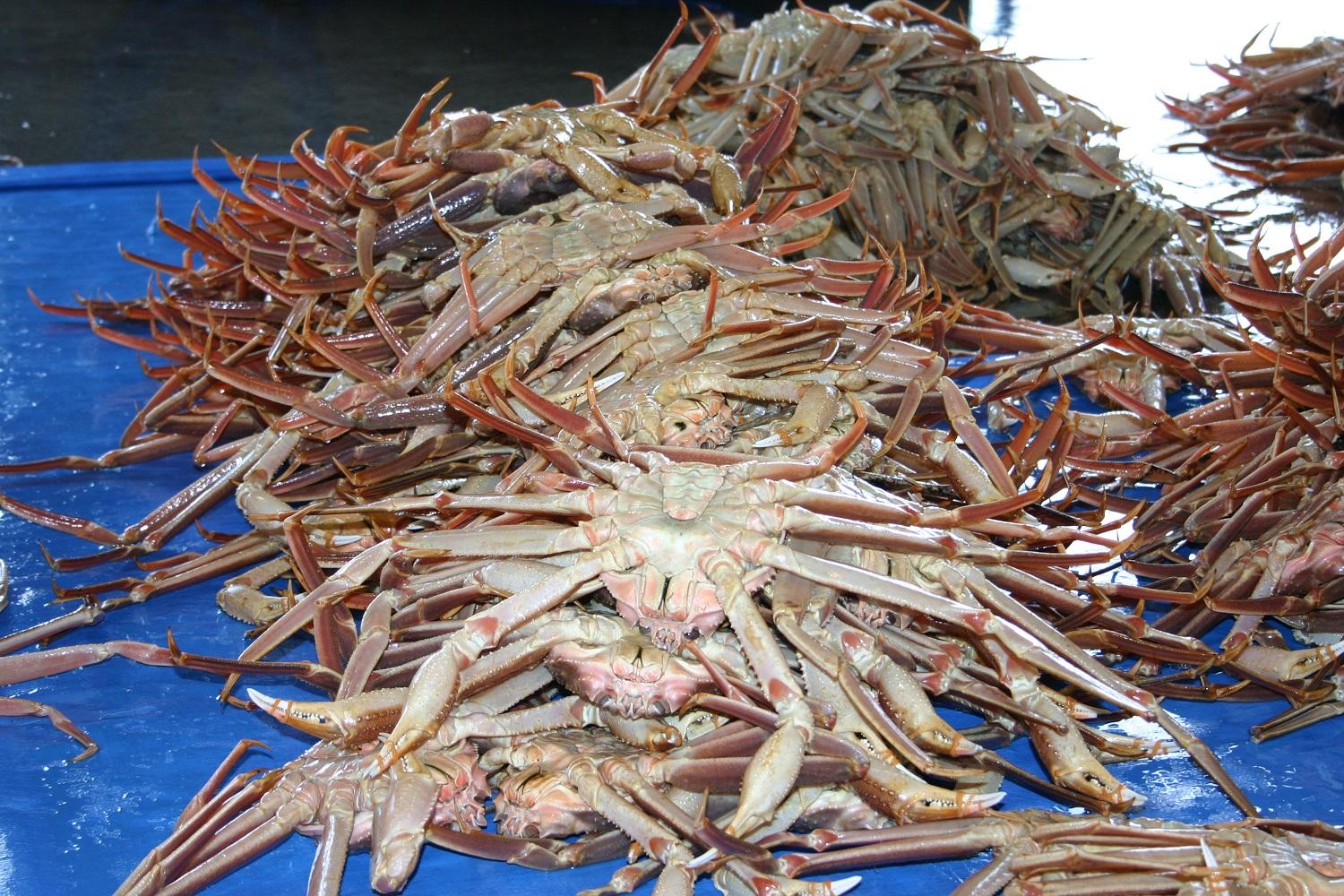 【魚倉】タグ付き生松葉ガニ(特特大1,100ｇ)【到着日指定不可】